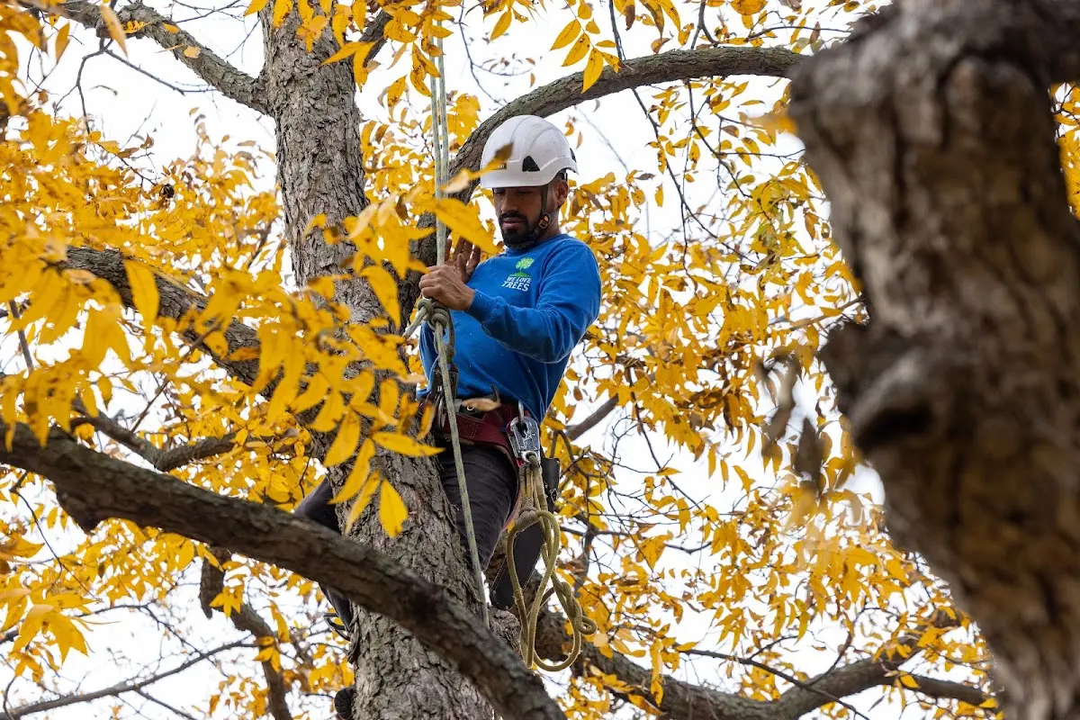 Skilled Tree Pruning crew working in East Brookfield