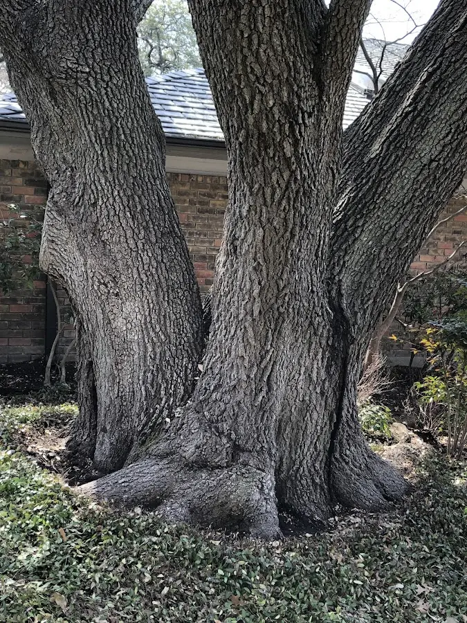 Mature heritage tree close to a East Brookfield property cared for by certified arborists